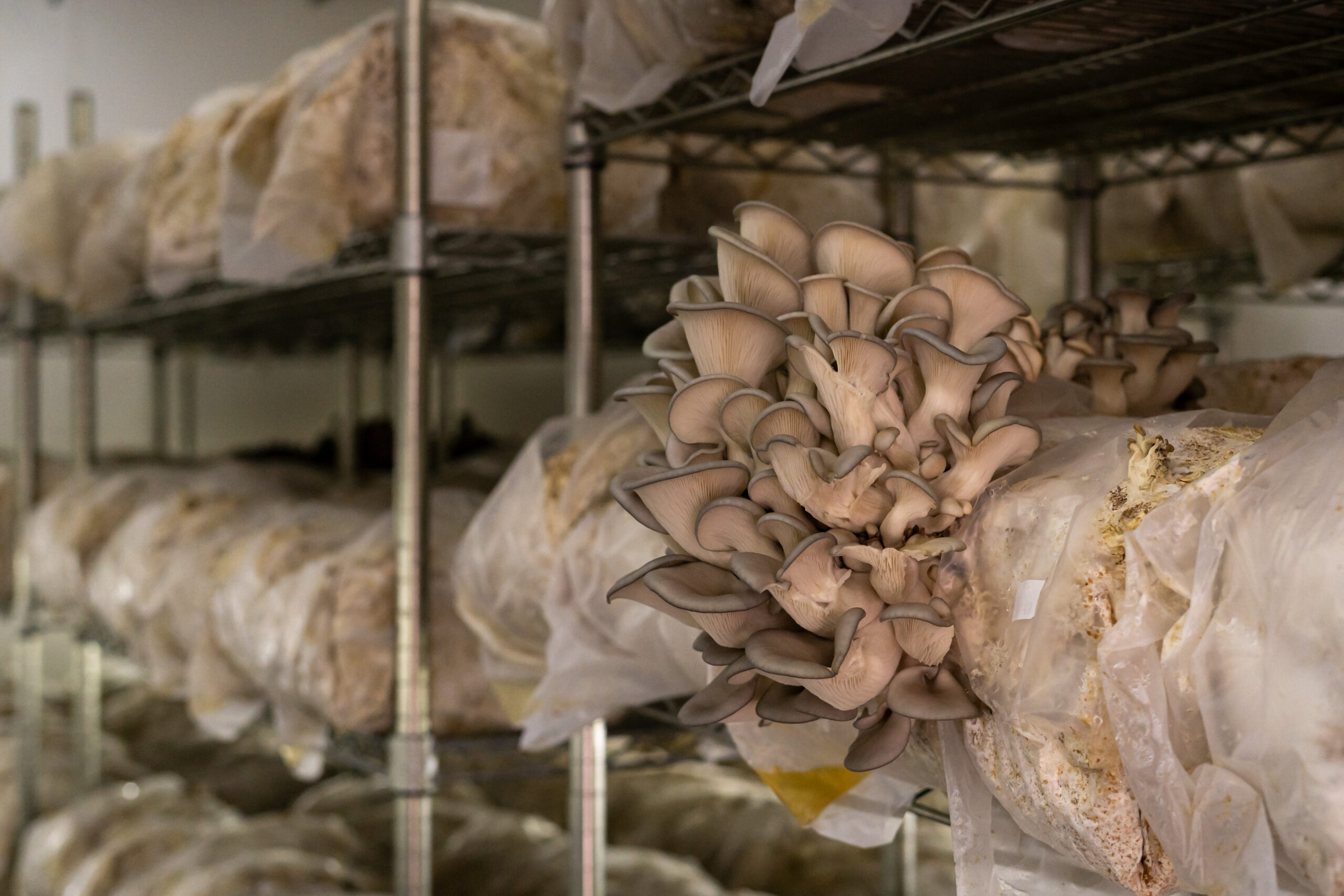 Intermountain Gourmet Mushrooms (1)