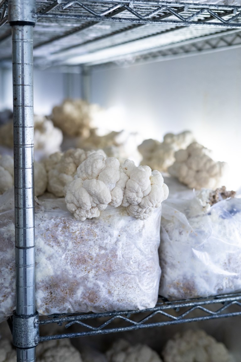Intermountain Gourmet Mushrooms (8)